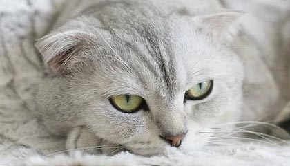 爱游戏体育app-美国男足在巴黎奥运会上表现出色，赢得多场比赛，美国男足奥运会成绩