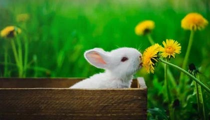 爱游戏平台-法国公开赛落幕，冠军选手表现惊艳，法国公开赛落幕,冠军选手表现惊艳吗