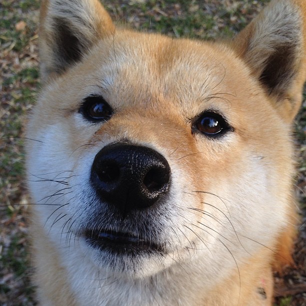 梅斯主场力克雷恩,连续取得胜利状态回暖,梅斯和雷恩的比赛