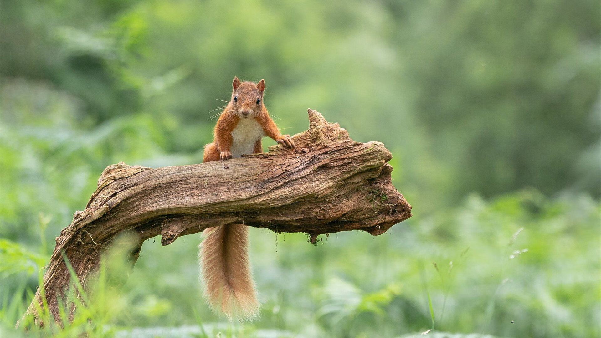 火箭遭遇连败,詹姆斯轰++仍力挽狂澜,詹姆斯对火箭盖帽集锦