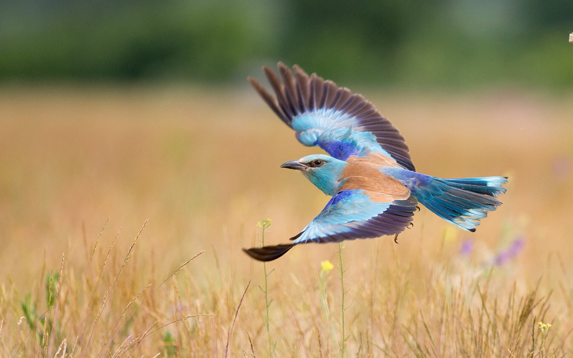 火箭队主帅:我们有信心在季后赛有所斩获,火箭队主力队员