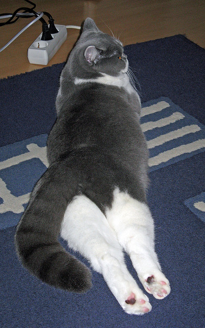 美国男足在巴黎奥运会上表现出色,赢得银牌,美国男足进入东京奥运会