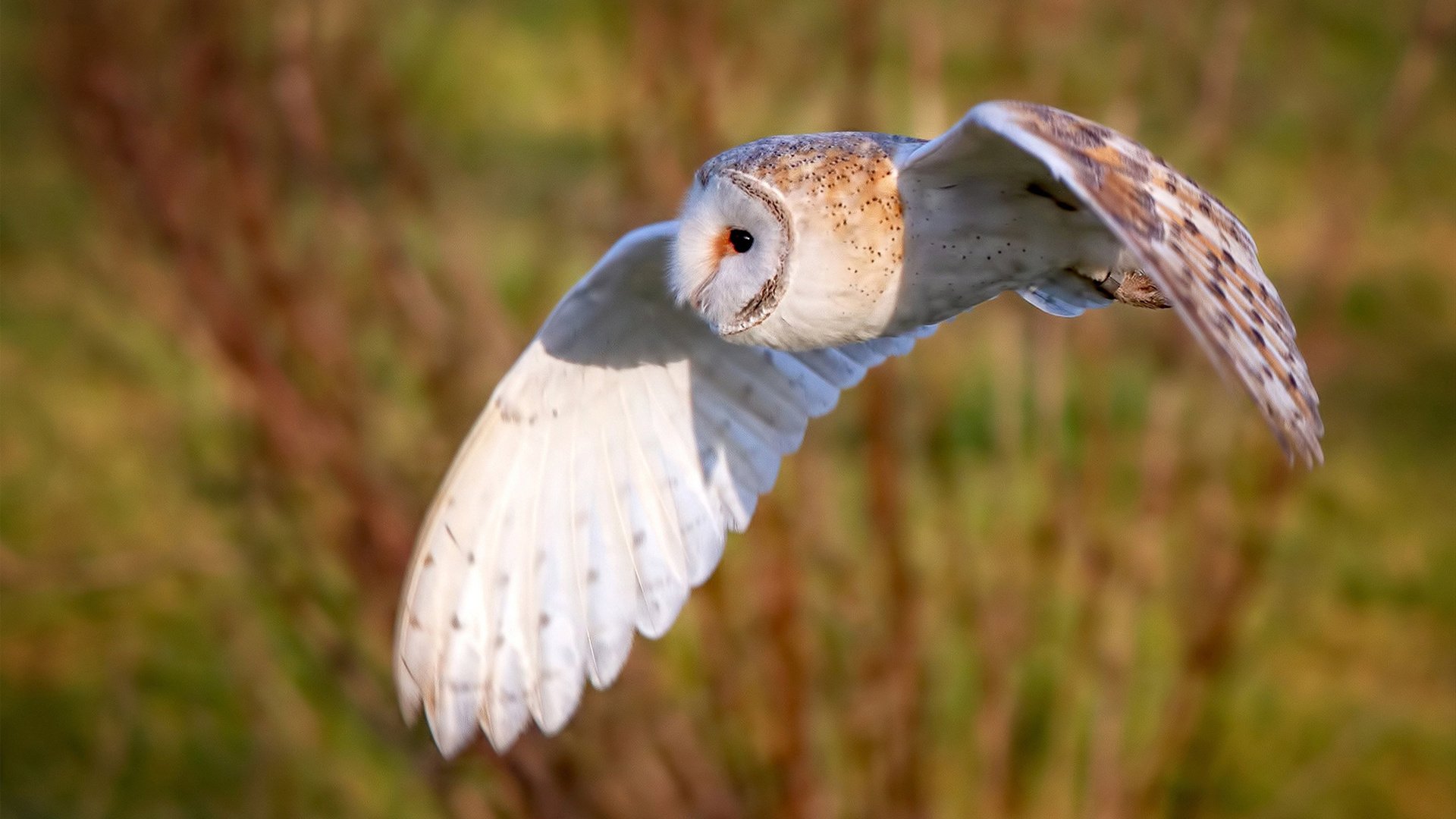 里尔进攻端多点开花,里尔引援