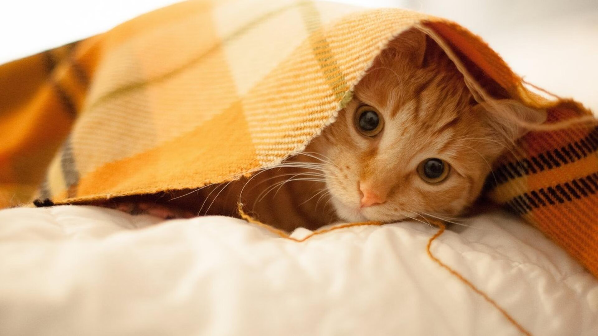 阿森纳创意中场因伤势无法出场,球队备战受影响,阿森纳厂