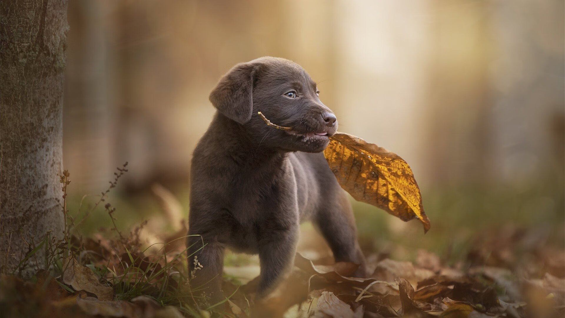 阿森纳在英超中稳居前四,争夺冠军,阿森纳英超冠军阵容