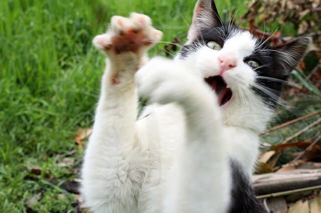 阿丽娜·萨巴伦卡赢得2024年WTA年终总决赛