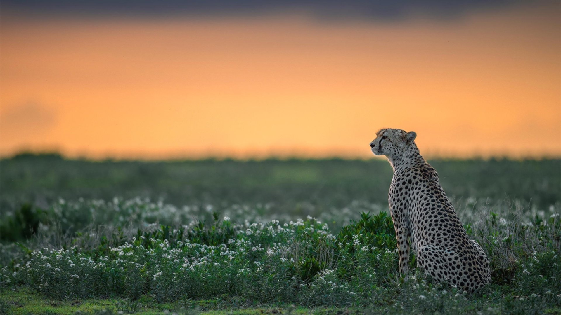 NBA球员赛季心理素质培养,nba球员的身体素质怎么练