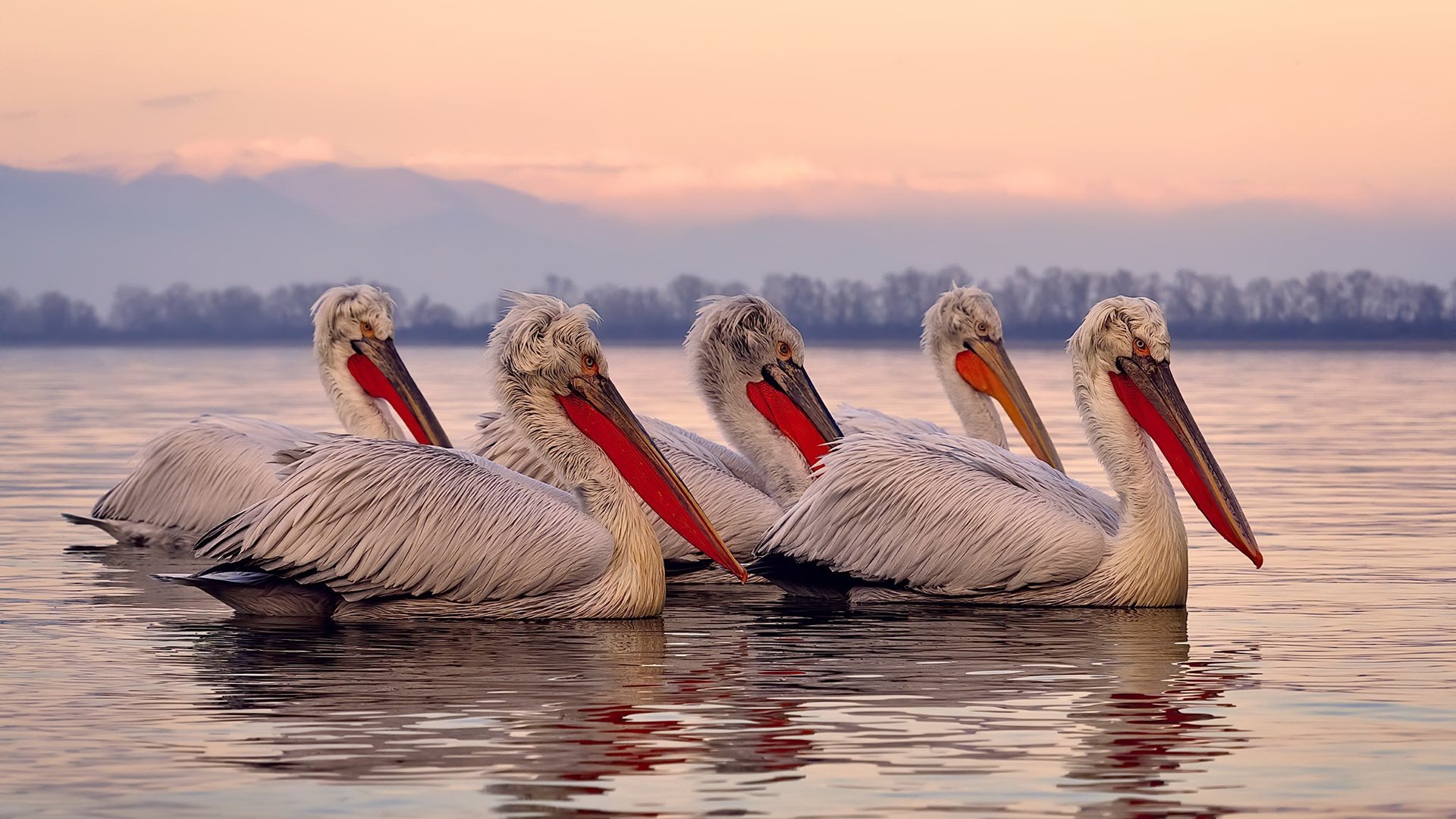 NBA球队防守篮板控制能力与反击成功率研究,nba防守篮板排行榜