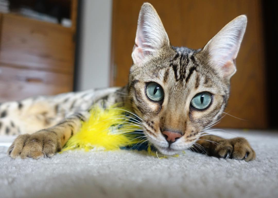 意甲球队通过数据分析优化中场组织效率,意甲中游球队