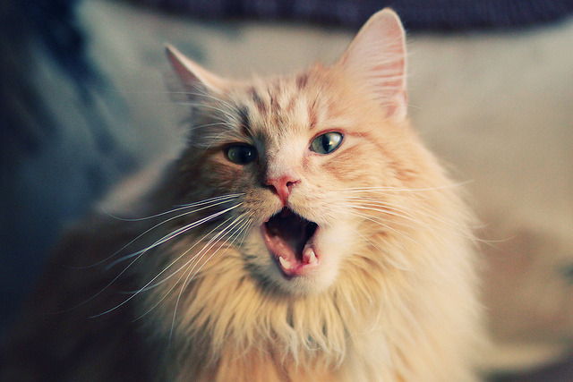 法甲球队基于运动负荷监测优化恢复训练策略,运动负荷测试与分析报告