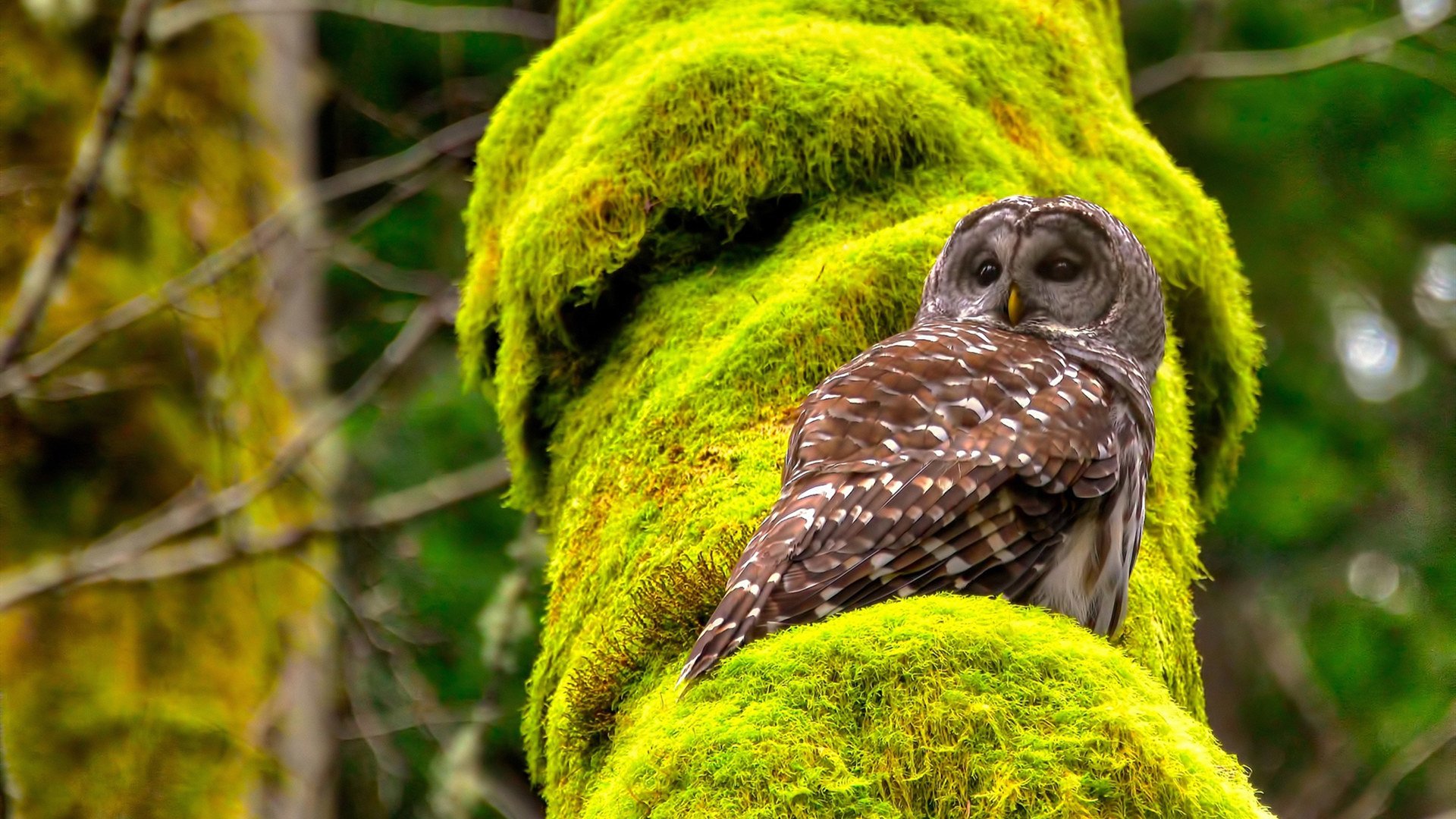 篮球运动员专项体能训练周期化方案的制定与效果评价,篮球运动员体能训练内容