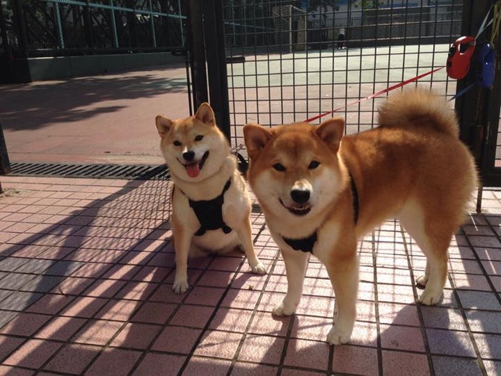 “徒步定向越野:东部新区赛场挑战极限耐力”