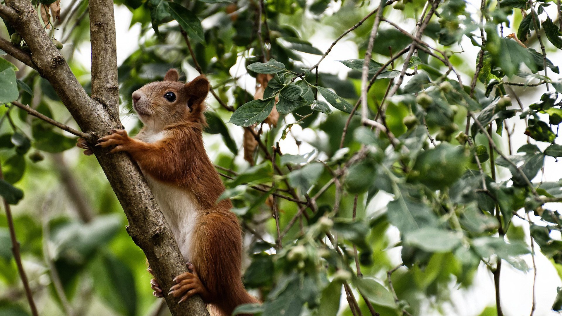 体育新闻中心上线体育赛事多语种智能翻译平台,体育赛事 翻译