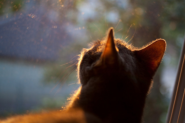 体育新闻中心参与国际体育数字版权合作项目,体育赛事版权