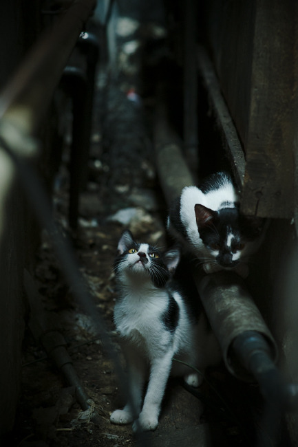 加拿大乒乓队未来方向:如何实现技术突破,提升整体实力,加拿大乒乓球国家队