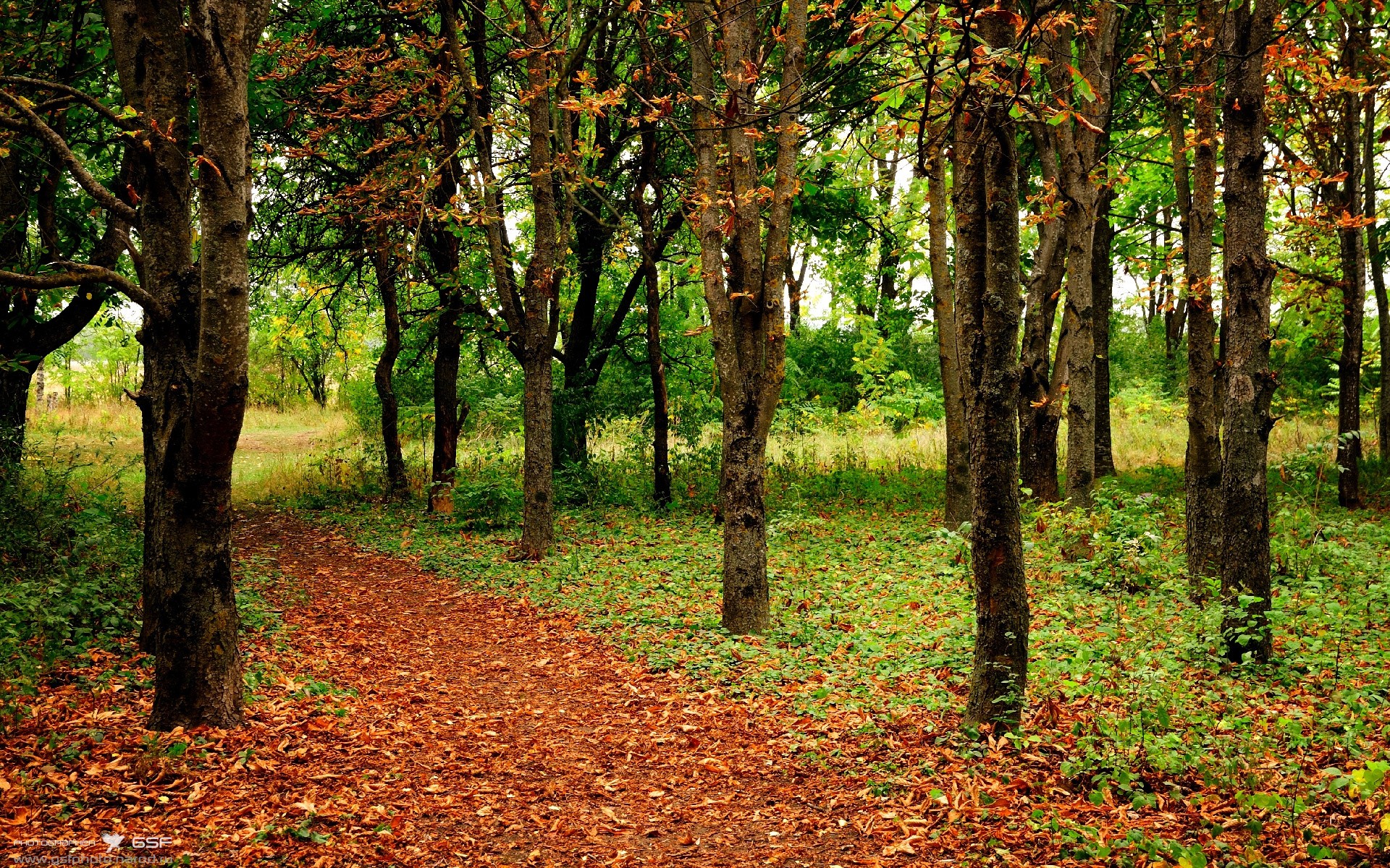 男子短自美队实现金银包揽