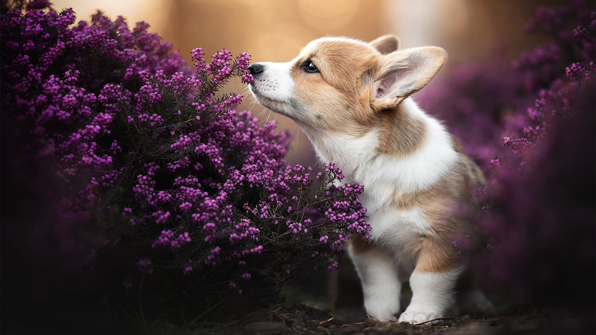 篮球赛事引入即时战术回放系统,篮球回放挑战