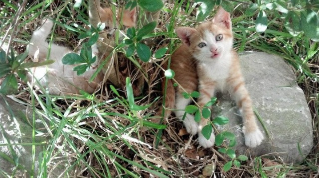 篮球季后赛争夺白热化加剧,篮球季后赛什么时候结束