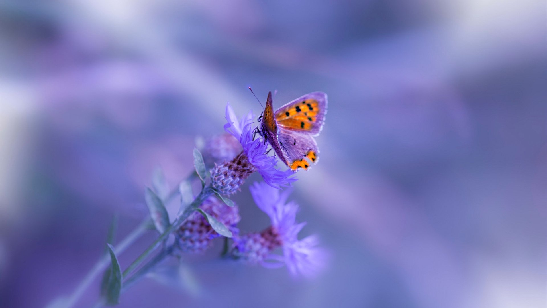 中国足球国家队集训计划公布，中国足协公布的国足集训名单