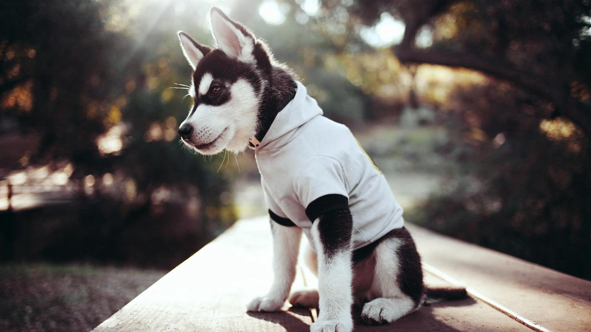 爱游戏娱乐平台-中小学篮球开展节假日训练营促进持续学习，寒假篮球训练营宣传