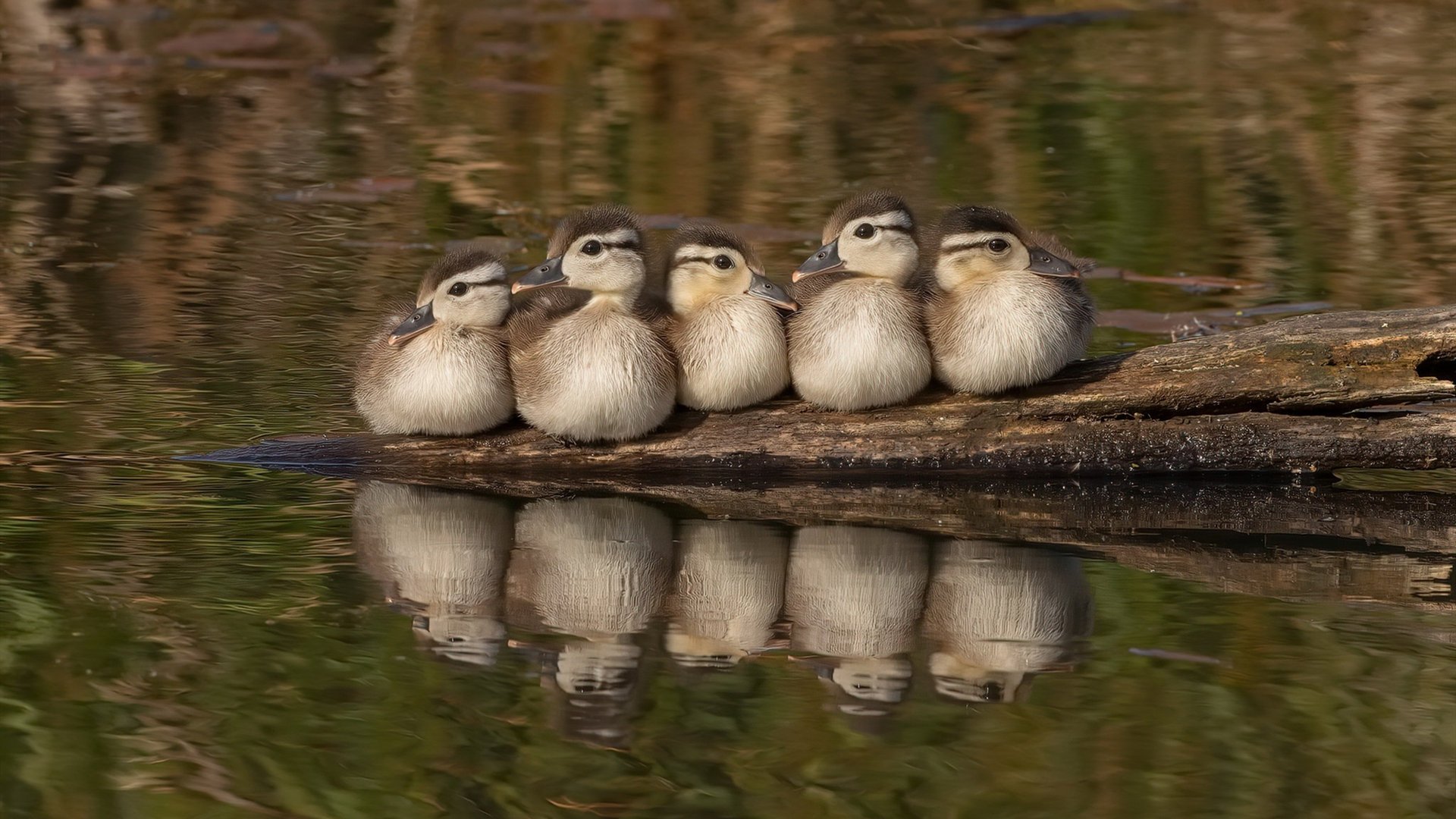 中小学篮球开展节假日训练营促进持续学习,寒假篮球训练营宣传