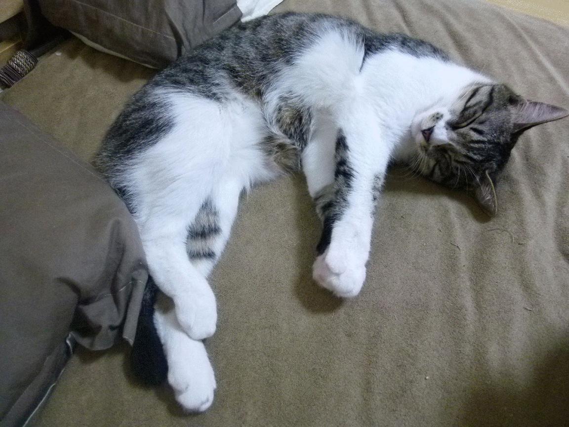 中甲联赛优化青训补贴机制鼓励长期投入建设，中国青训联赛