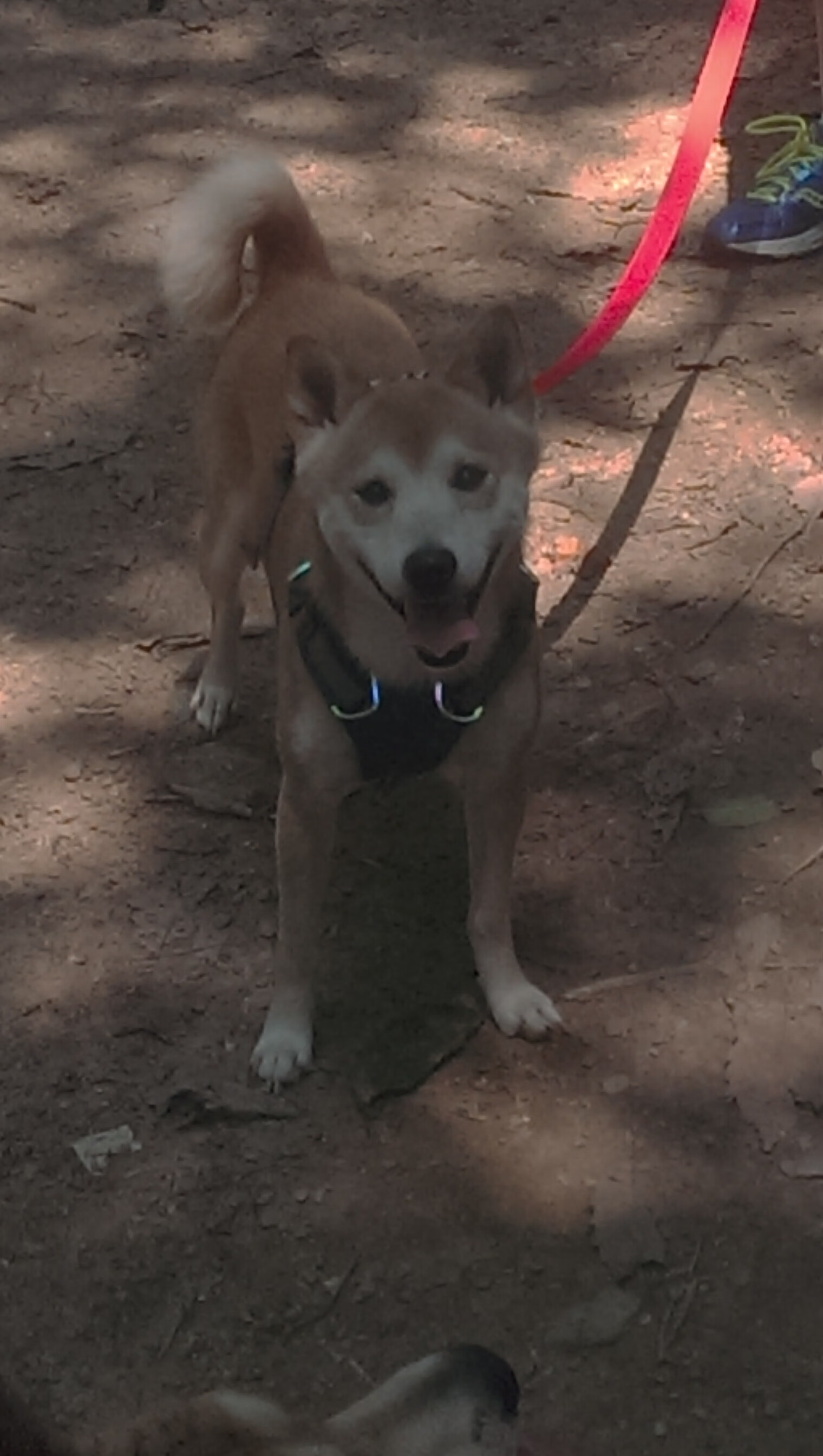 南非蝶泳新星震撼登场,南非游泳