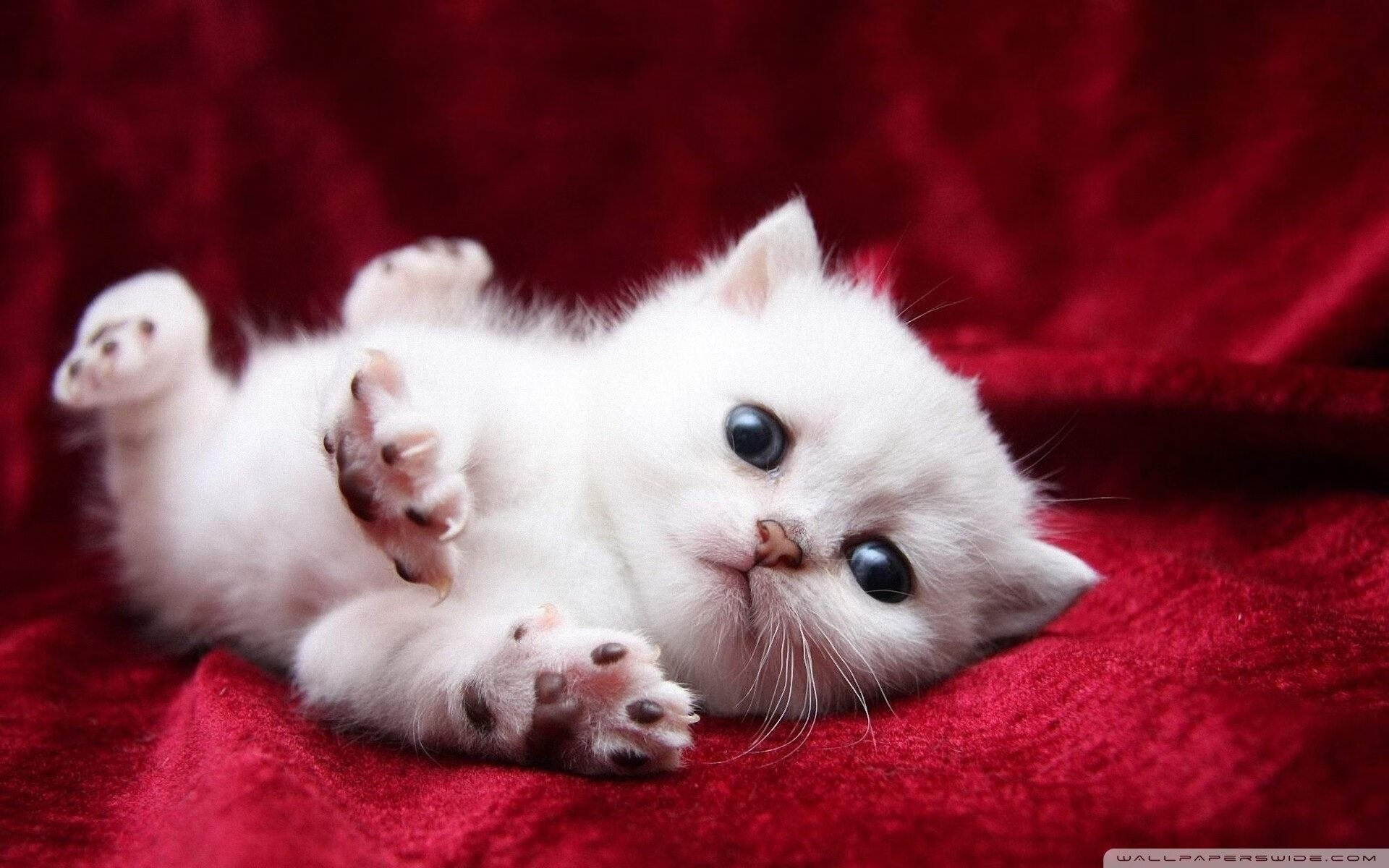 利比亚女篮在非洲赛事中保持竞争力,迈向未来舞台,利比亚女人现状