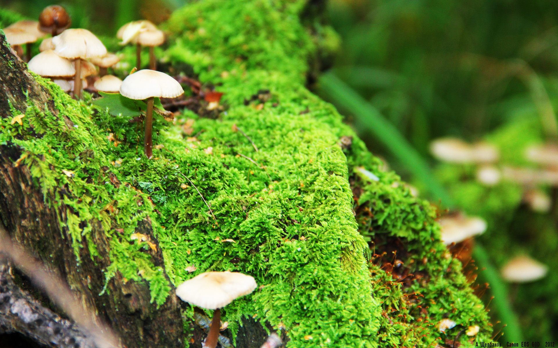 塞内加尔男篮在非洲锦标赛中发扬光大,续写荣耀传奇,塞内加尔男篮名单