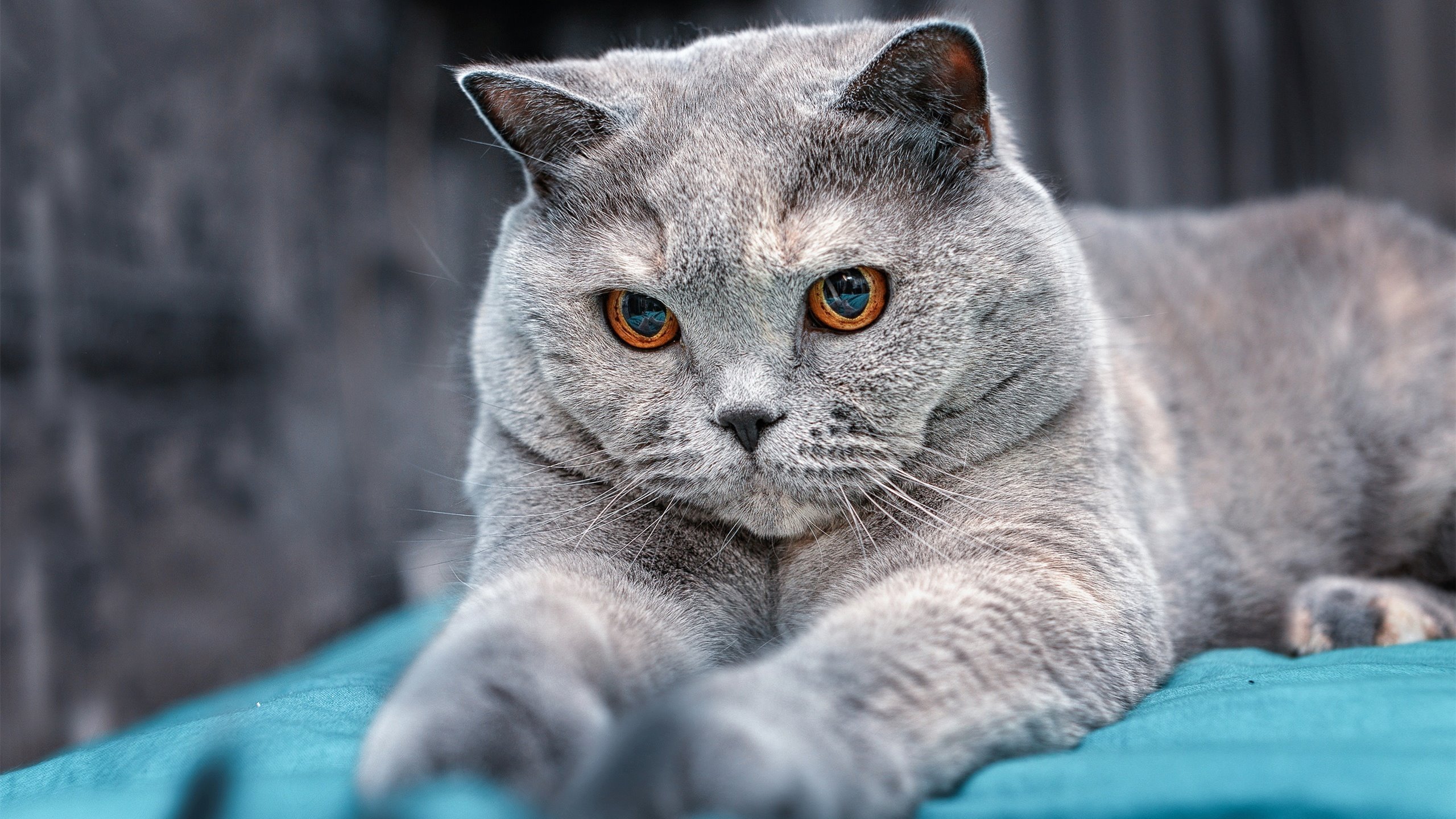 爱游戏电竞官网-澳大利亚橄榄球的市场前景无限，赛事不断走向国际化，澳大利亚橄榄球队