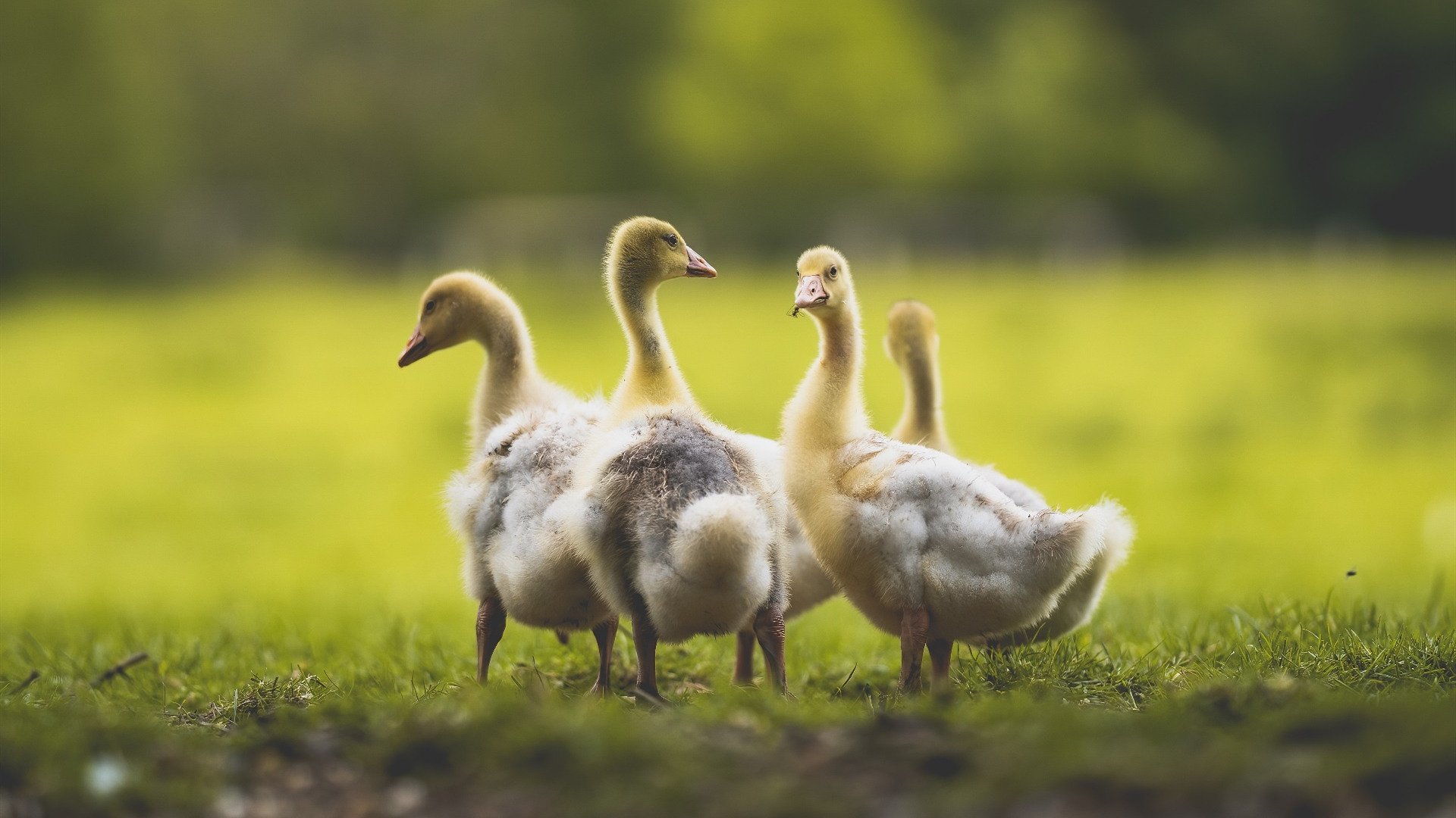 皇马青训持续出新星,球队未来充满希望