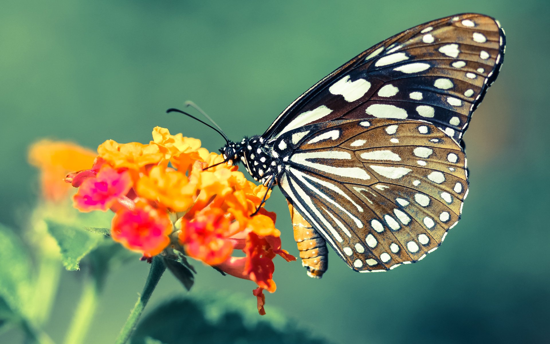 詹姆斯赛季场均得分创近三年新高,詹姆斯赛季总得分